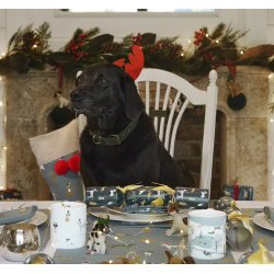 Tasse Haferl Hundeliebe Christmas Dogs Bone China | Sophie Allport