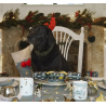Tasse Haferl Hundeliebe Christmas Dogs Bone China | Sophie Allport